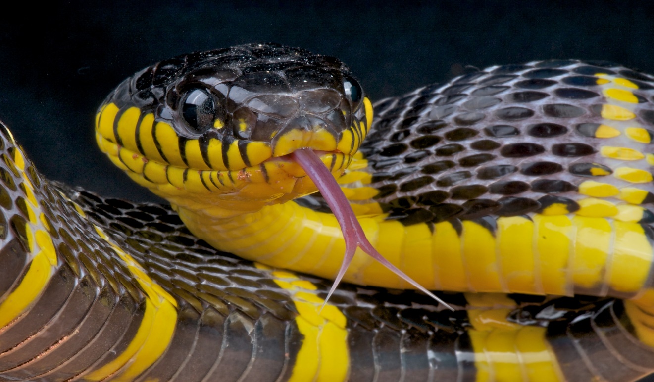 A close up of a snake

Description automatically generated