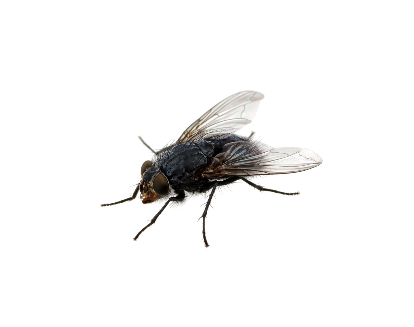 A picture containing insect

Description automatically generated