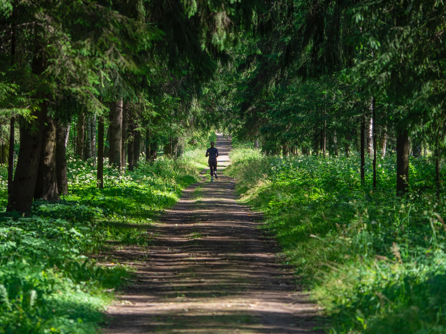 A person walking on a path in a forest

Description automatically generated with low confidence