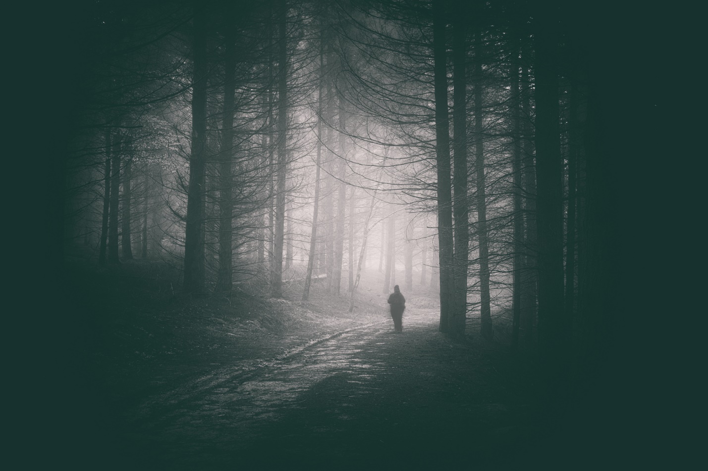 A person walking through a forest

Description automatically generated with low confidence
