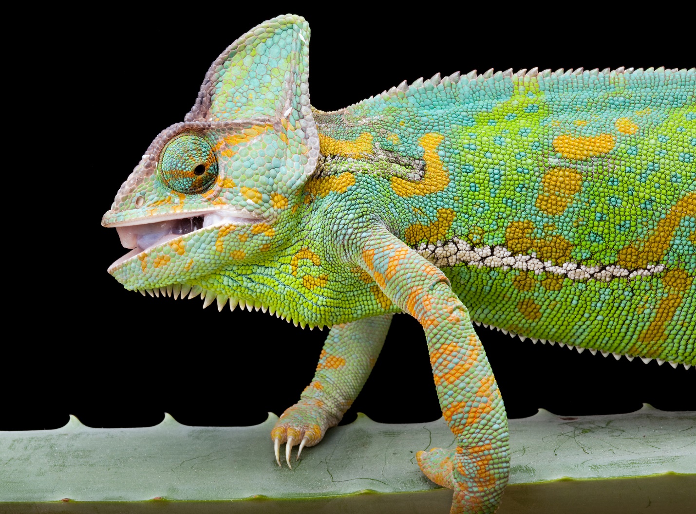 A picture containing reptile, lizard, colorful

Description automatically generated