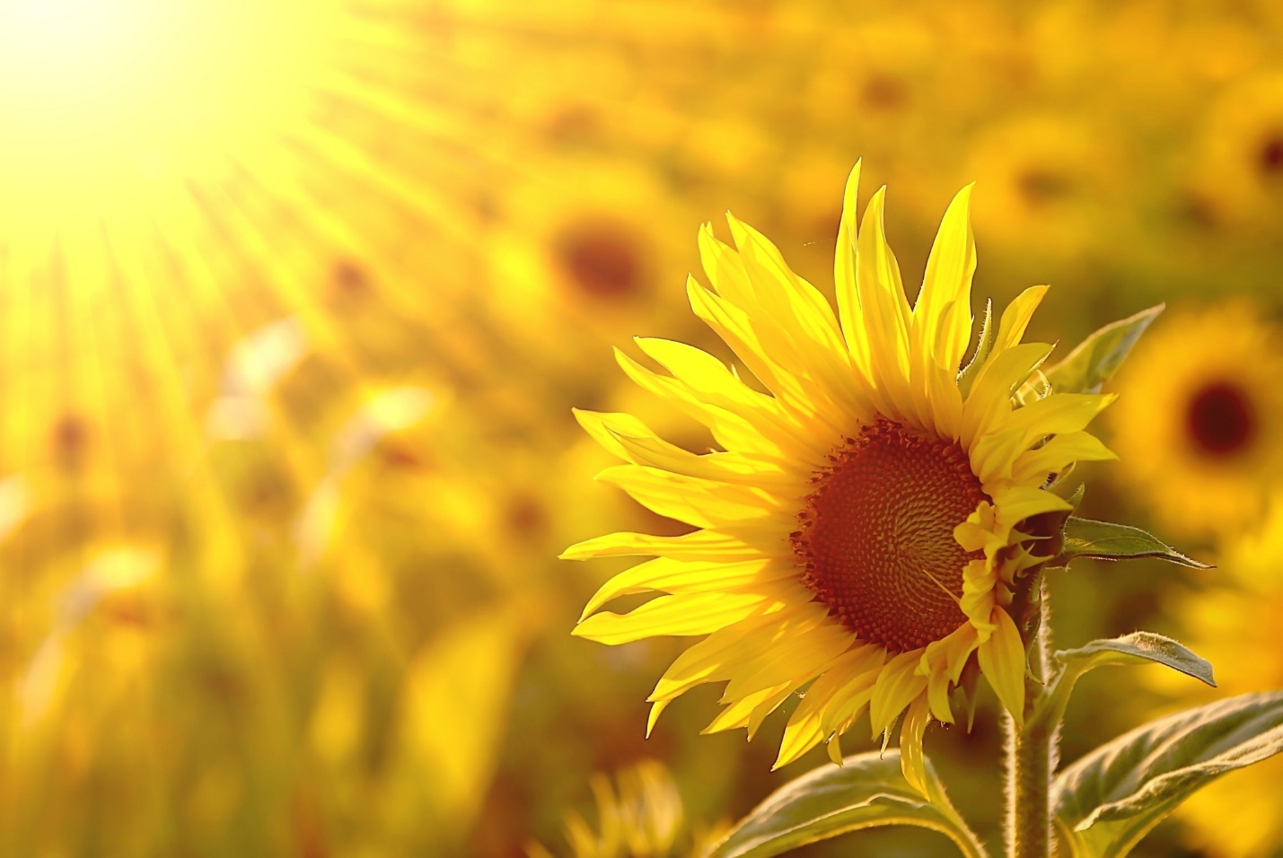 A close up of a sunflower

Description automatically generated