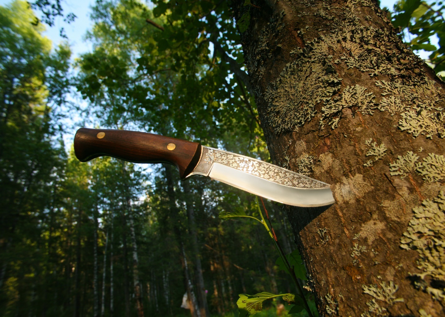A knife on a tree

Description automatically generated with medium confidence