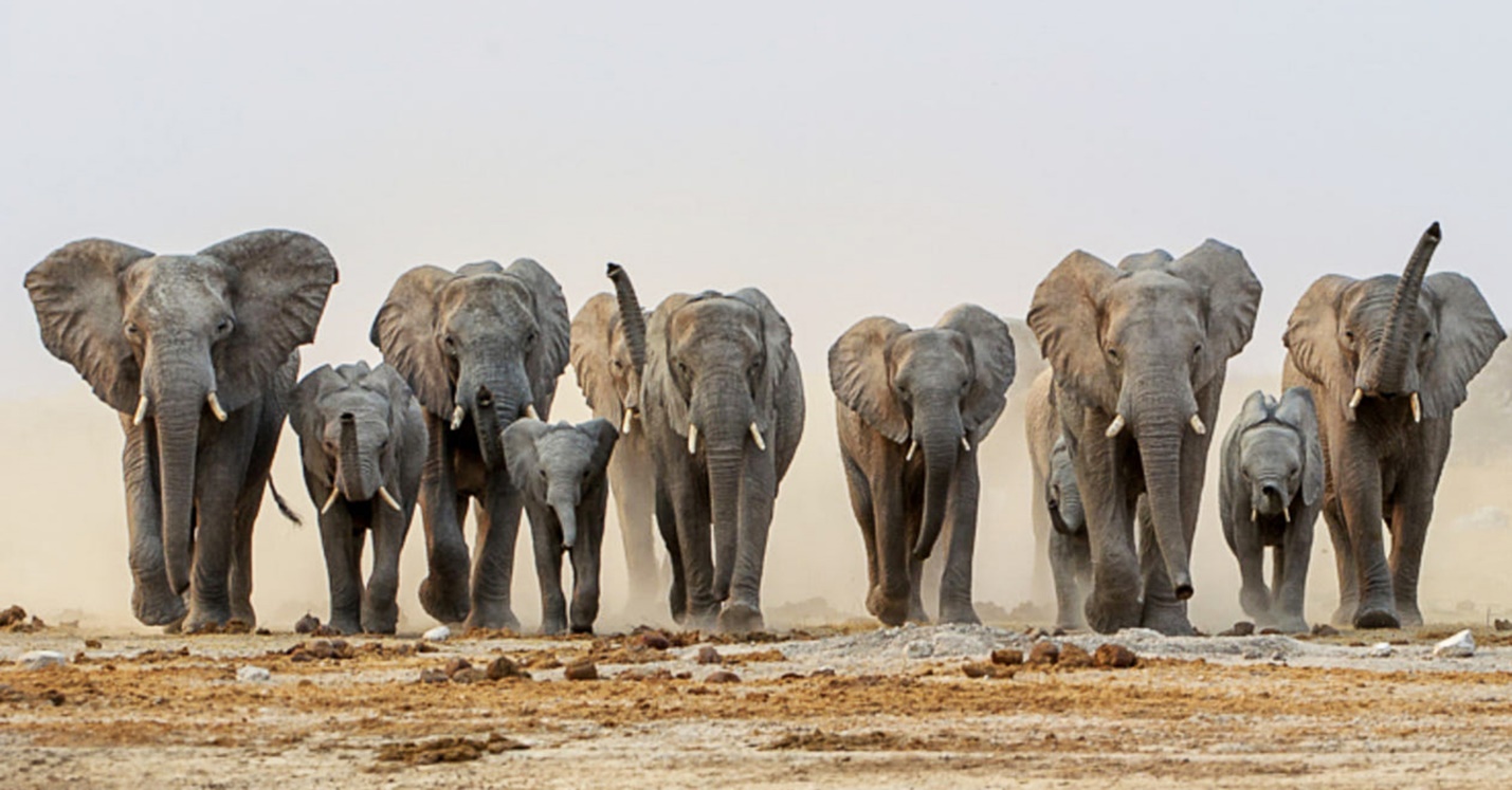 A herd of elephants walking

Description automatically generated with medium confidence