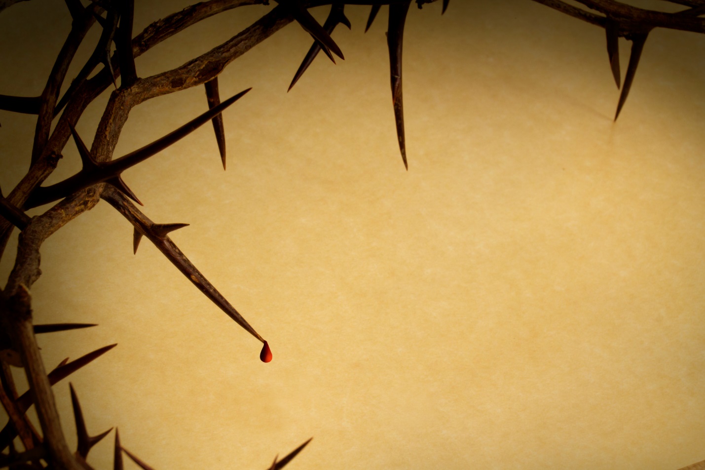 A close-up of a crown of thorns

Description automatically generated