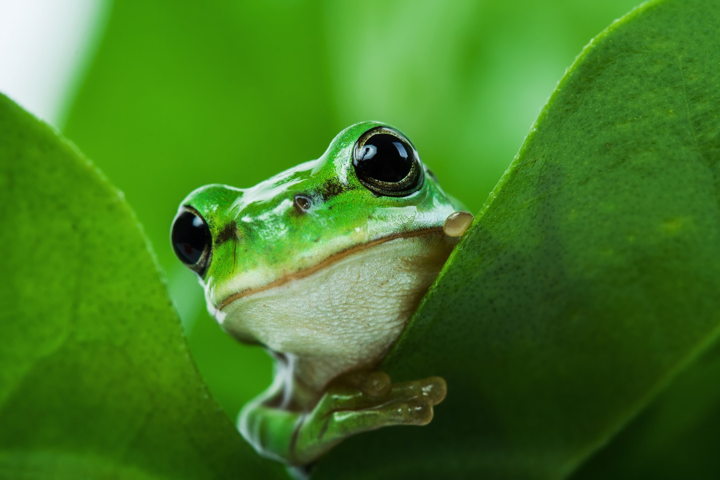 A frog on a leaf

Description automatically generated with low confidence