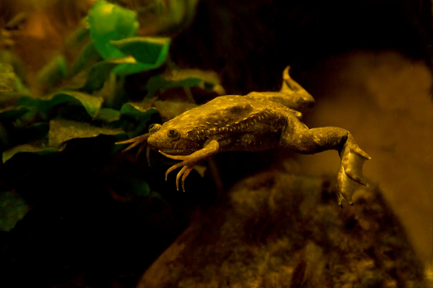 A frog swimming in water

Description automatically generated with low confidence