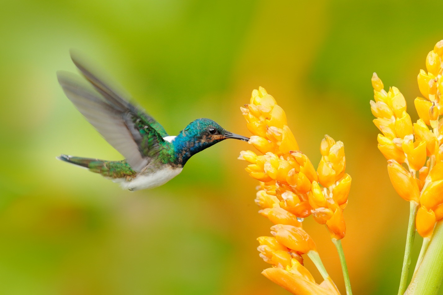 A hummingbird flying next to a flower

Description automatically generated