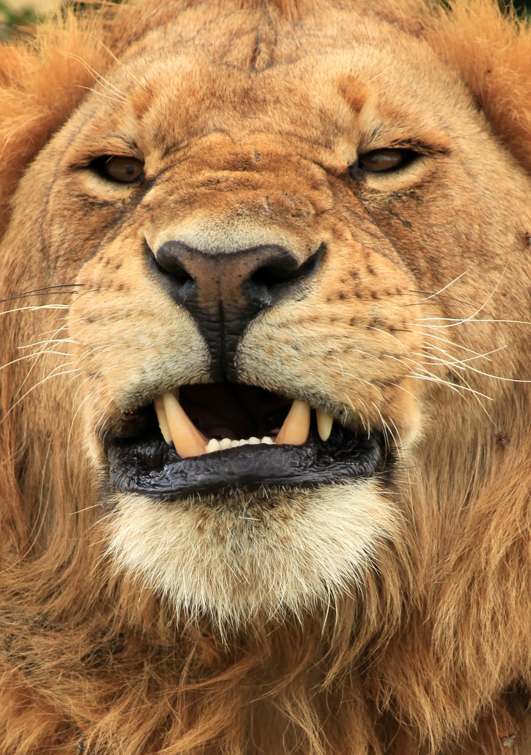 A lion with its mouth open

Description automatically generated