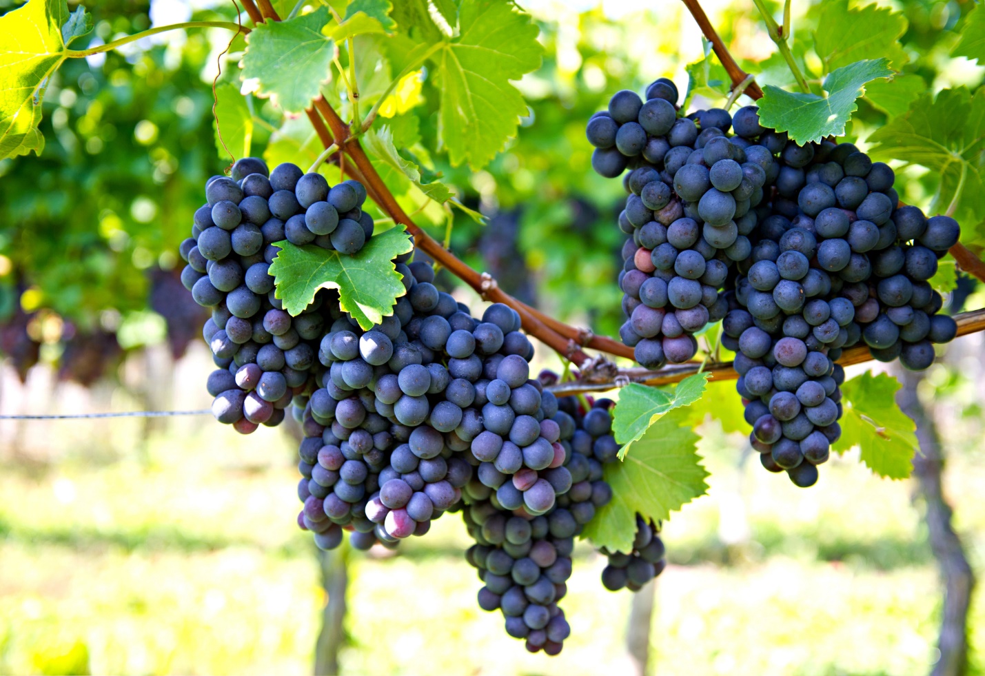 A bunches of grapes on a vine

Description automatically generated