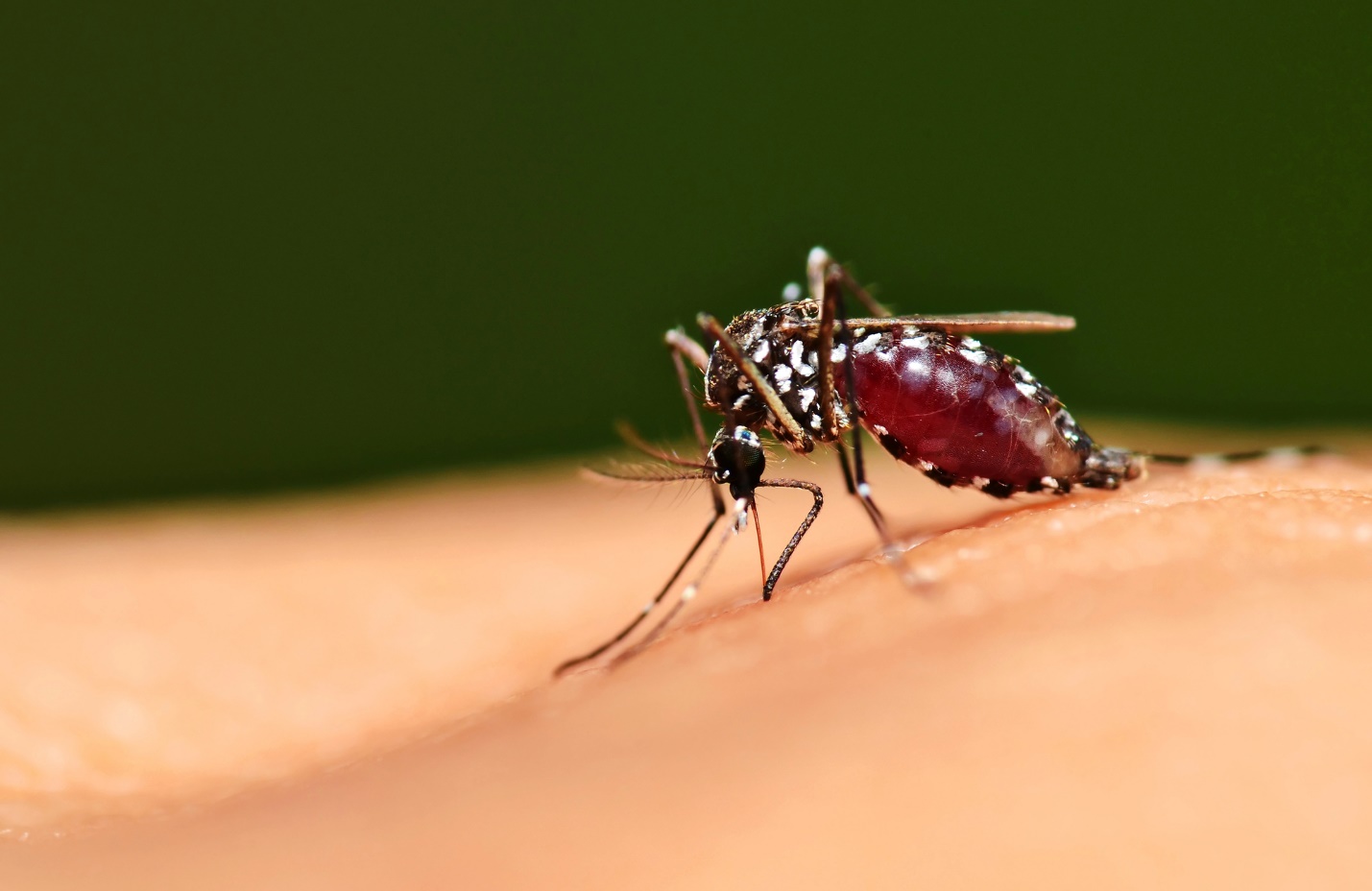 A mosquito on a person's skin

Description automatically generated