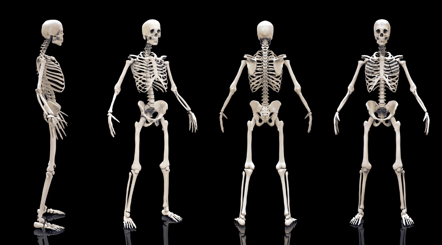 Several skeletons of a human body

Description automatically generated