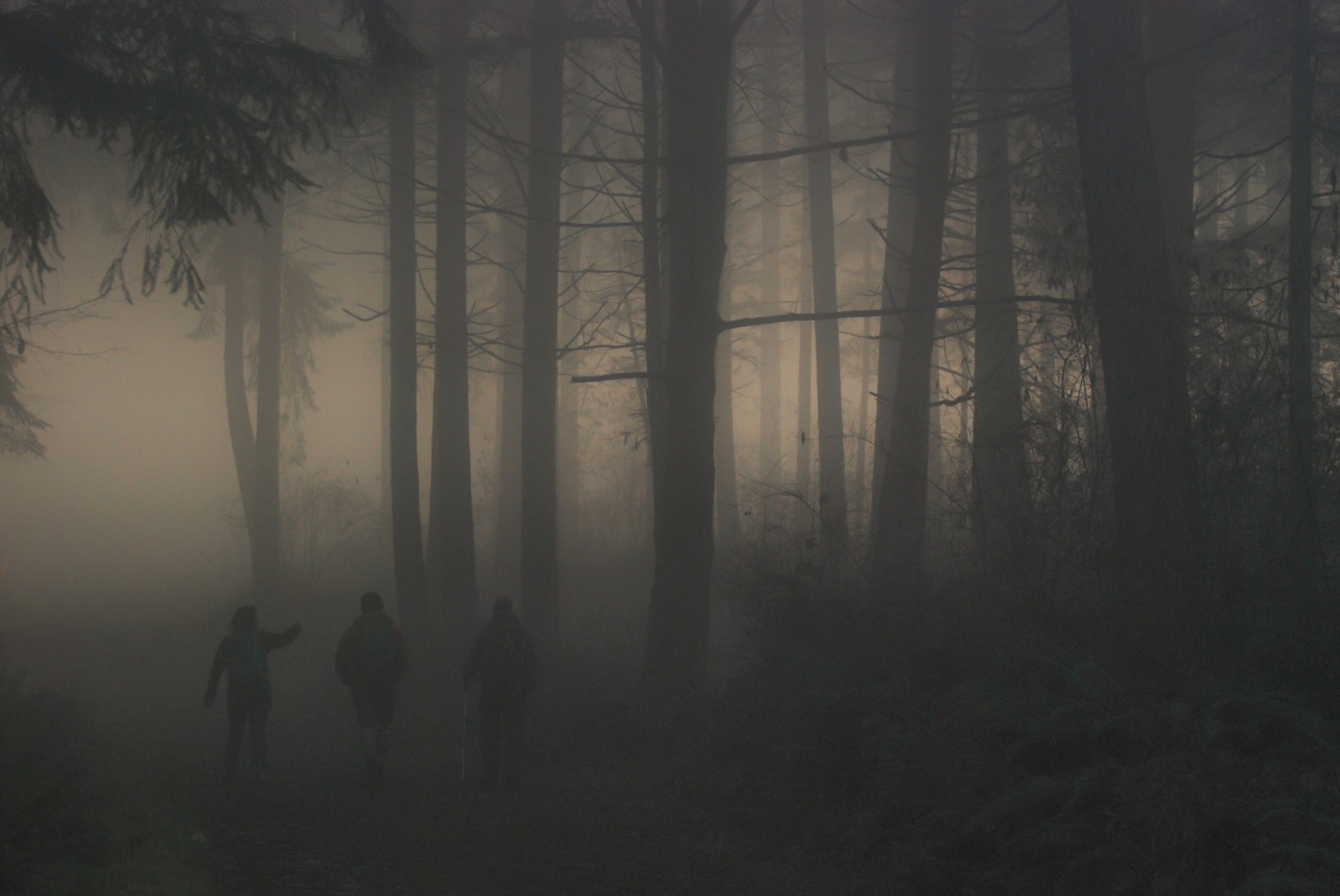 A group of people walking in a forest

Description automatically generated