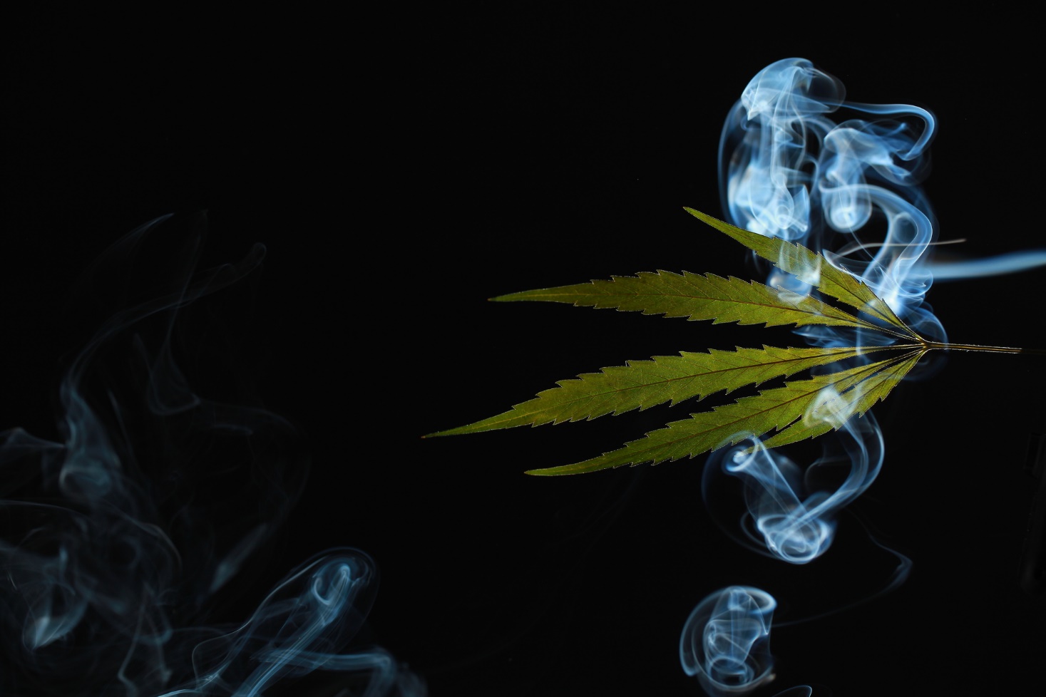 A green leaf with smoke

Description automatically generated