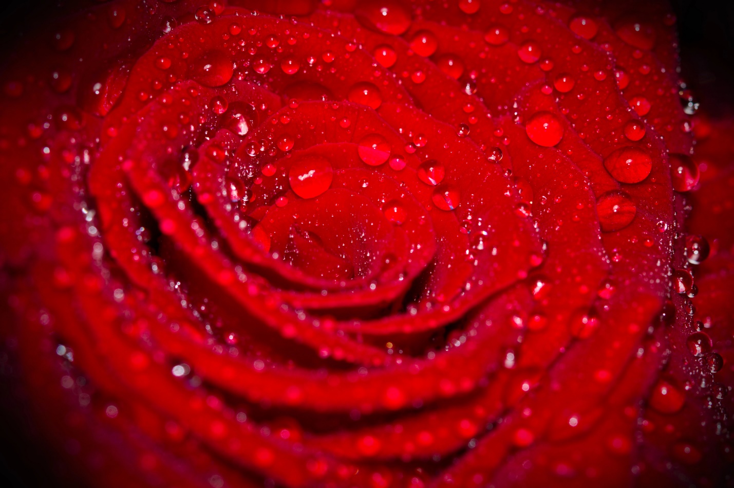 A close up of a rose

Description automatically generated