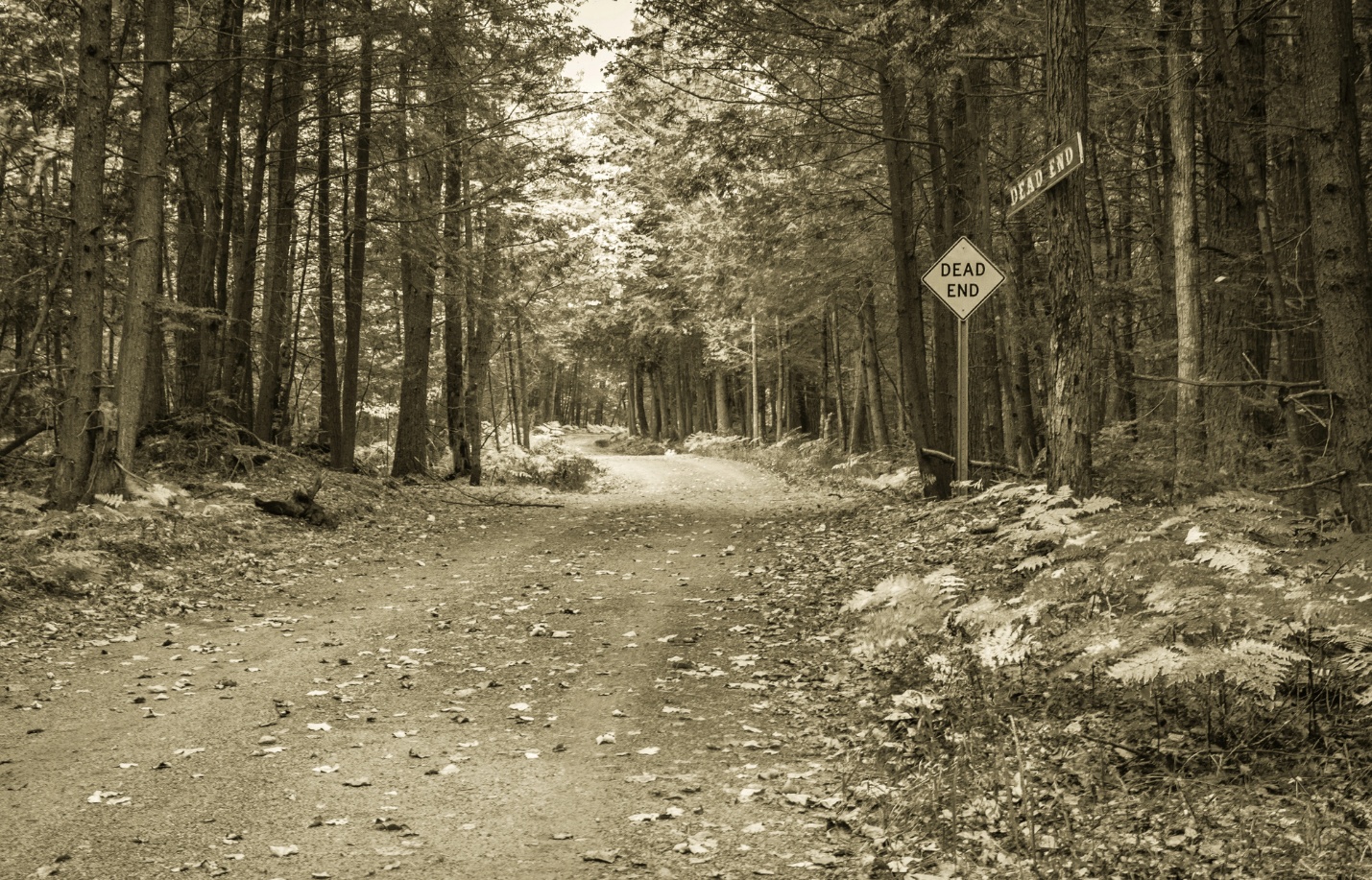 A road with a sign in the middle of the forest

AI-generated content may be incorrect.